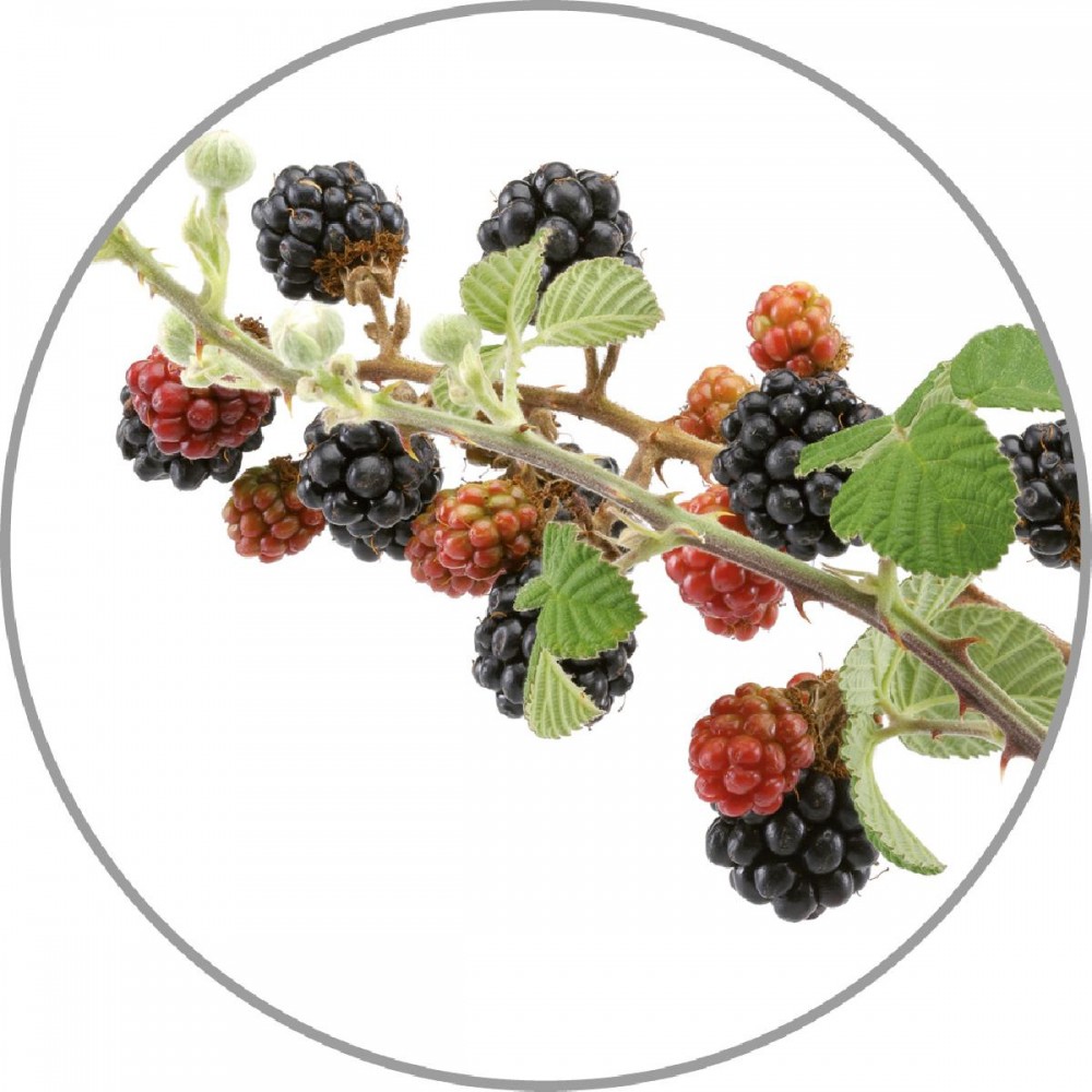 MEDISANA Υδρόλυμα Wild Berries 10 ml για Υγραντήρες και Διαχυτές Αρωμάτων - 60039